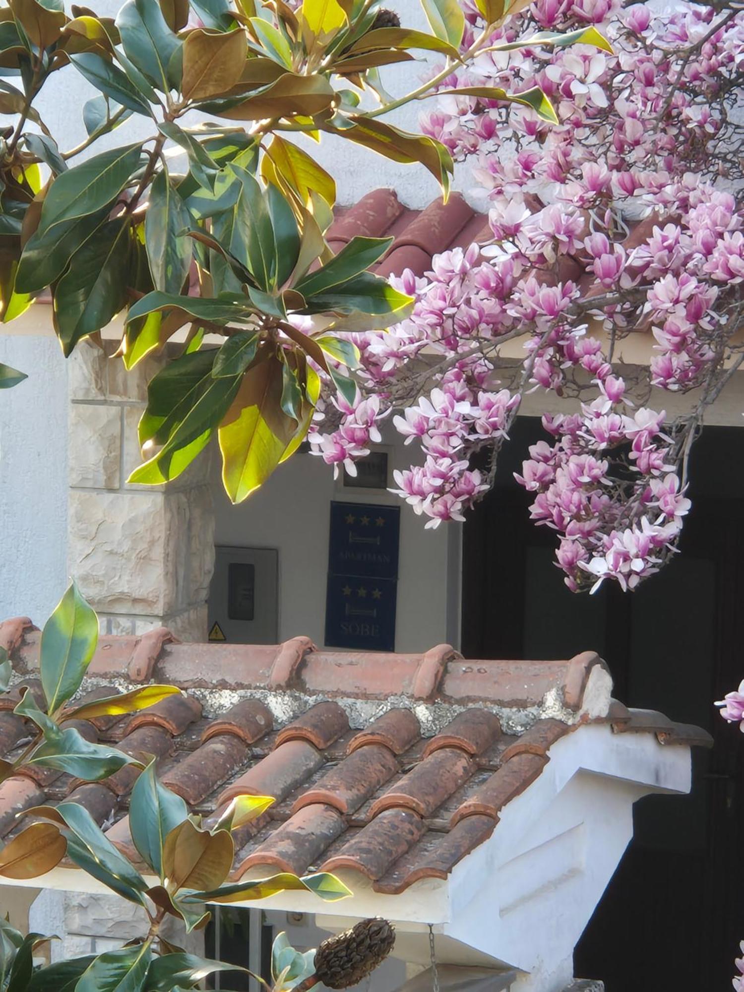 Apartments Villa Martinuzzi Ρόβινι Εξωτερικό φωτογραφία